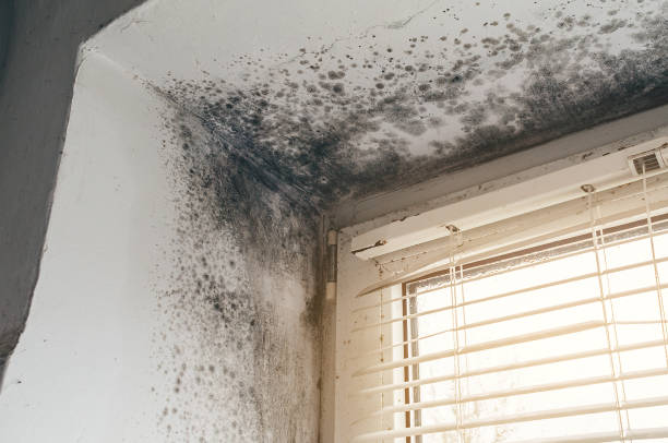 Affordable Black Mold Remediation solutions in Auburn, KY